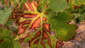 UN NOU PERICOL DIN IMPORT VIZEAZA DE DATA ASTA VITICULTORII - BACTERIA XILOPHYLUS AMPELINUS Comunicate