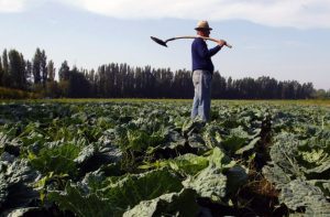 AGRICULTORII IMBATRANESC DAR TINERII NU SE INGHESUIE SA PREIA STAFETA Comunicate