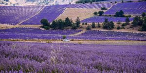 UN GRUP DE FERMIERI DIN DIVERSE TARI AU INTENTAT UN PROCES PARLAMENTULUI SI CONSILIULUI UE PENTRU LIPSA DE ACTIUNE IMPOTRIVA SCHIMBARILOR CLIMATICE Comunicate