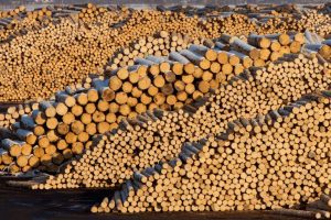 HOLZINDUSTRIE SCHWEIGHOFER VIZATA INTR-UN DOSAR PRIVIND AFACERI ILEGALE CU LEMN, CU PREJUDICIU DE PESTE 25 DE MILIOANE DE EURO Comunicate