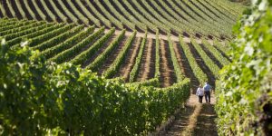 30 IUNIE 2018 - TERMENUL LIMITA PENTRU AUTORIZAREA ANUALA A PLANTATIILOR VITICOLE Stiri agricole