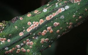 AVERTIZARE! - UN DAUNATOR POATE PRODUCE PIERDERI IMPORTANTE LA POMII FRUCTIFERI Viata la tara