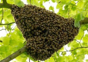 IN IUNIE APICULTORII TREBUIE SA-SI SPOREASCA ATENTIA - INCEPE ROITUL Viata la tara