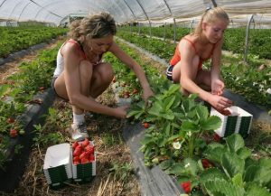 PRINCIPALELE ACTIVITATI AGRICOLE PENTRU LUNA IUNIE Viata la tara
