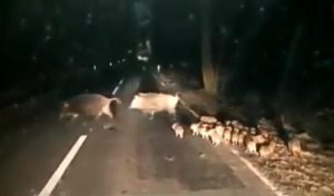 LA VALEA CALUGAREASCA DOAR VANATORII MAI POT TINE SITUATIA SUB CONTROL Stiri agricole