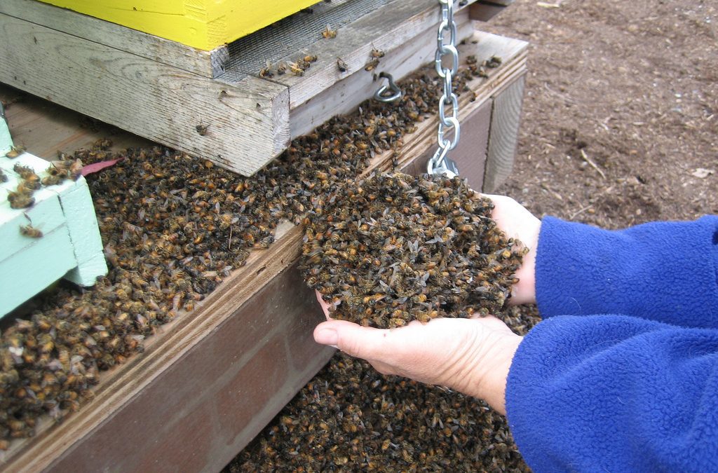 APICULTORII DIN BASARABIA IN CONFLICT CU EXPLOATATORII DE TERENURI AGRICOLE Evenimente