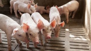 REPUBLICA MOLDOVA AR PUTEA FI DECLARATA LIBERA DE VIRUSUL PESTEI PORCINE AFRICANE Realitatea Rurala
