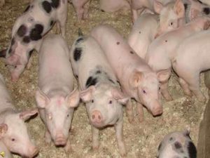 DSVSA BIHOR AVERTIZEAZA ASUPRA AMENINTARII APARITIEI UNOR NOI CAZURI DE PESTA PORCINA AFRICANA Evenimente