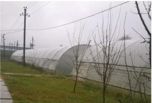 Veste privind ajutorul de minimis pentru legumele în spații protejate. Cine contestă Programul Agroland de minimis