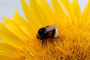 COMISIA EUROPEANA PROPUNE MASURI PENTRU STOPAREA DECLINULUI INSECTELOR POLENIZATOARE Realitatea Rurala