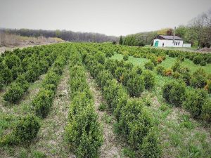 "MATERNITATEA" FORESTIERA DE LA DUMBRAVITA Stiri agricole
