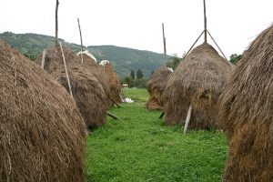 INSPECTORII APIA AU ÎNCEPUT CONTROALELE ÎN VRANCEA. SUNT VIZATE ZONELE MONTANE Alimentatie-retete