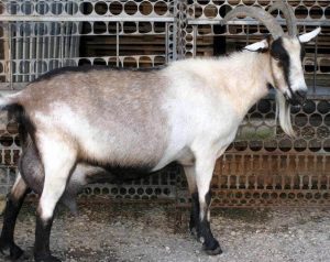 INFORMARE PENTRU FERMIERII CARE DETIN EFECTIVE DE CAPRINE SI OVINE IN LUCRARI DE SELECTIE Stiri agricole