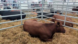 CONTROLUL OFICIAL AL PRODUCTIEI (C.O.P.) PENTRU TAURINELE DE CARNE Afaceri