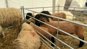 APIA A INCEPUT PLATA AJUTORULUI DE STAT PE APRILIE PENTRU AMELIORAREA RASELOR DE ANIMALE Afaceri
