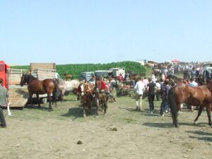 DECIZIE RADICALA A PREFECTURII MURES PRIVIND TARGURILE DE ANIMALE Agricultura europeană