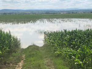 CU CE SE CONFRUNTA FERMIERII IN URMA INUNDATIILOR Stiri agricole