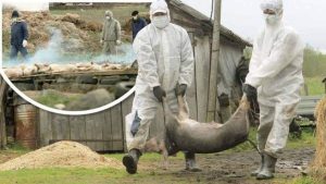 ANSVSA: UN NOU FOCAR DE PESTA PORCINA AFRICANA CONFIRMAT IN INSULA MARE A BRAILEI Stiri agricole