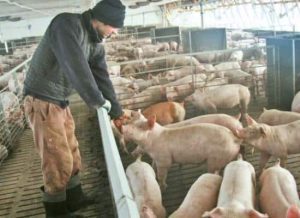 porci