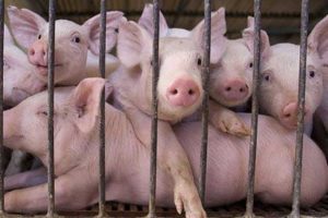 târgurile de animale