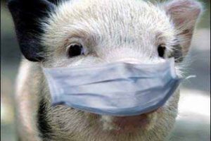 REPOPULAREA FERMELOR AFECTATE DE PPA SE VA FACE PRIN INTRODUCEREA PORCILOR-SANTINELĂ Realitatea Rurala