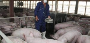 PROAGRO VREA O DISCUTIE IN CSAT DESPRE PPA, SI ANSVSA SĂ TREACA LA MINISTERUL AGRICULTURII Cercetare