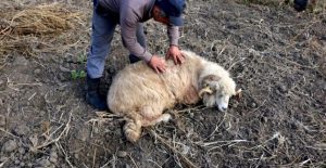 REUNIREA GRUPULUI DE EXPERTI PENTRU PESTA MICILOR RUMEGATOARE Realitatea Rurala