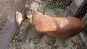 PESTA PORCINĂ AFRICANA A INCHIS TARGURILE DE ANIMALE DAR COMERTUL CU SUINE S-A MUTAT PE INTERNET Afaceri