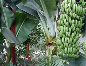 IATA CARE ESTE LOCUL IN CARE SE FAC BANANE ROMANESTI Realitatea Rurala