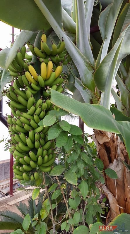 IATA CARE ESTE LOCUL IN CARE SE FAC BANANE ROMANESTI 1 IATA CARE ESTE LOCUL IN CARE SE FAC BANANE ROMANESTI IATA CARE ESTE LOCUL IN CARE SE FAC BANANE ROMANESTI Afaceri