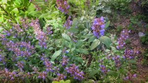 SALVIA, ELIXIRUL VIETII INCA DIN ANTICHITATE Stiri agricole