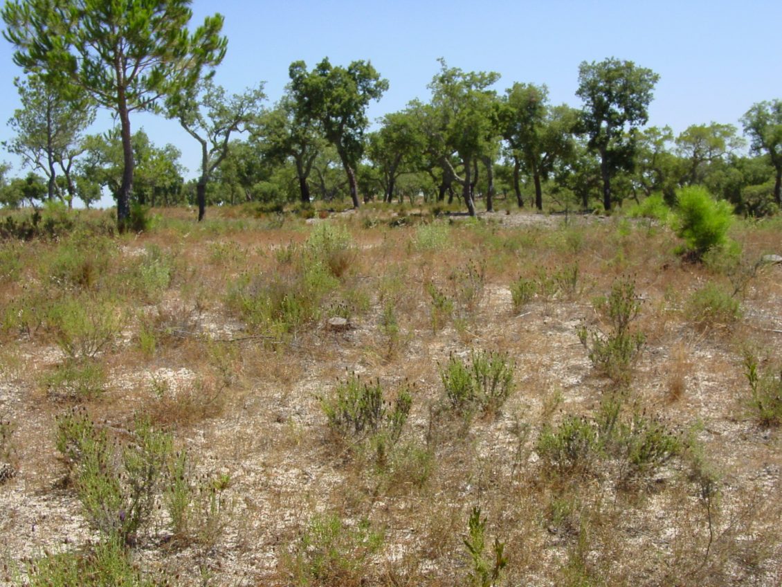 FERMIERI PORTUGHEZI INFIINTEAZA PASUNI BIODIVERSE, PENTRU REFACEREA ECOSISTEMELOR 1 FERMIERI PORTUGHEZI INFIINTEAZA PASUNI BIODIVERSE, PENTRU REFACEREA ECOSISTEMELOR FERMIERI PORTUGHEZI INFIINTEAZA PASUNI BIODIVERSE, PENTRU REFACEREA ECOSISTEMELOR Agricultura europeană