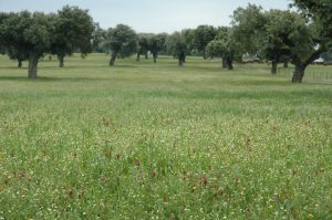 FERMIERI PORTUGHEZI INFIINTEAZA PASUNI BIODIVERSE, PENTRU REFACEREA ECOSISTEMELOR Evenimente