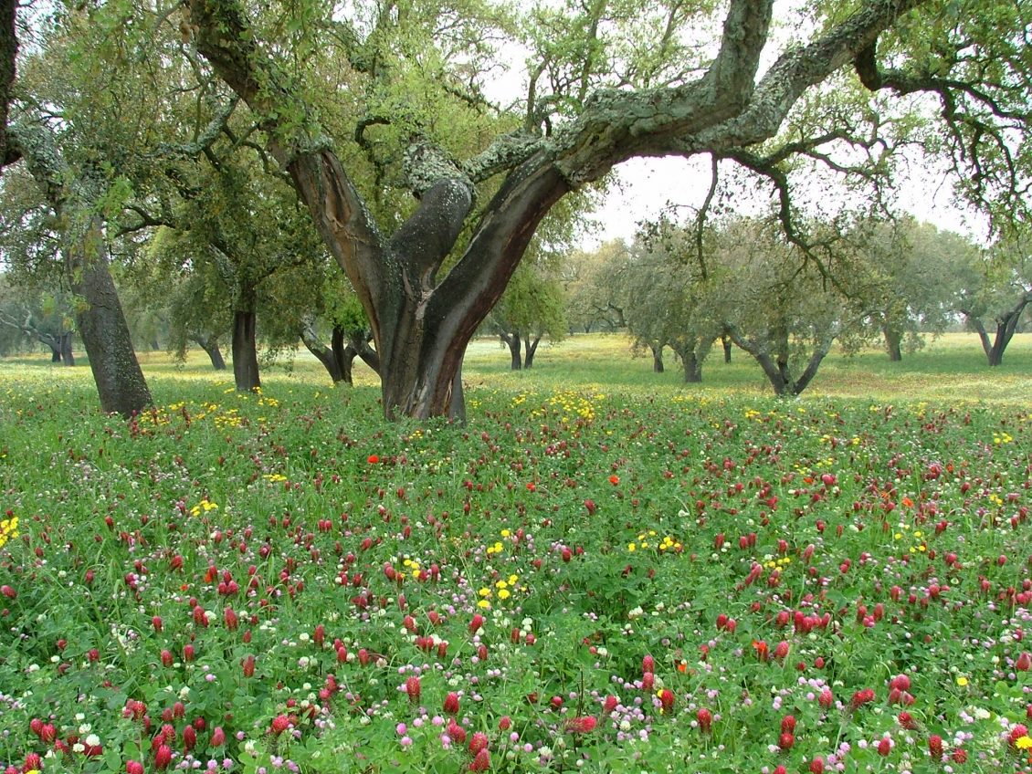 FERMIERI PORTUGHEZI INFIINTEAZA PASUNI BIODIVERSE, PENTRU REFACEREA ECOSISTEMELOR 2 FERMIERI PORTUGHEZI INFIINTEAZA PASUNI BIODIVERSE, PENTRU REFACEREA ECOSISTEMELOR FERMIERI PORTUGHEZI INFIINTEAZA PASUNI BIODIVERSE, PENTRU REFACEREA ECOSISTEMELOR Agricultura europeană