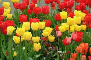 TOAMNA, CEA MAI BUNA PERIOADA PENTRU A PLANTA LALELE Viata la tara