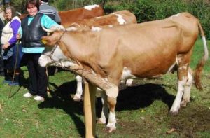 DE AZI SE DA AJUTORUL DE STAT ACORDAT CRESCATORILOR DE ANIMALE, AFERENT TRIM. II 2018 Realitatea Rurala