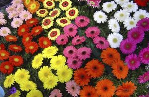 BANCA DE GENE PENTRU LEGUMICULTURA, FLORICULTURA SI PLANTE AROMATICE Alimentatie-retete