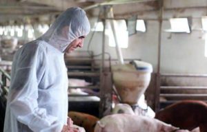 Dezastru la Pechea si Liesti, in judetul Galati. Ferme de suine devastate de PPA si de COVID-19. Stiri agricole PPA