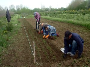 PESTE 24 500 DE LOCURI DE MUNCĂ NEOCUPATE LA NIVELUL ȚĂRII Alimentatie-retete