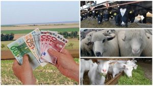 PLATI DE PESTE 7 MILIOANE DE LEI ALOCATE DE APIA SECTORULUI ZOOTEHNIC PENTRU FINALUL ANULUI 2018 Evenimente