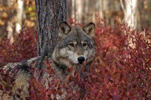 UE VA ACORDA DESPAGUBIRI COMPLETE FERMIERILOR PENTRU DAUNELE CAUZATE DE CARNIVORELE MARI Viata la tara