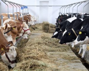 CUM INGRIJIM CORECT ANIMALELE IN PERIOADA RECE Viata la tara