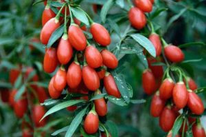 CULTIVATORII DE DUD SI GOJI VOR PUTEA ACCESA FONDURI EUROPENE Subventii