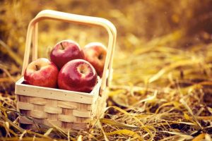 CE TREBUIE SA STITI DESPRE LUCRARILE AGRICOLE NECESARE IN GRADINA SI PLANTATII IN LUNA NOIEMBRIE Viata la tara