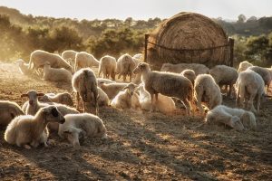 EXERCITIU NATIONAL DE SIMULARE PENTRU PESTA RUMEGATOARELOR MICI ORGANIZAT IN JUDETUL DOLJ Comunicate