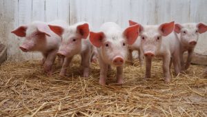Un nou VIRUS gripal cu potential pandemic, gasit in China Legislatie