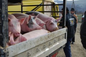 transportul de porci