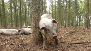 Cresterea suinelor in lume – Retrospectiva lunii septembrie Stiri agricole