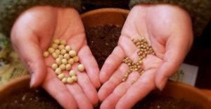 CONTINUA CAMPANIILE DE PROMOVARE PRIVIND BENEFICIILE SEMINTELOR CERTIFICATE Stiri agricole