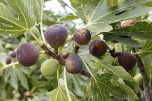 PROTEJAREA SMOCHINULUI PE TIMP DE IARNA Stiri agricole